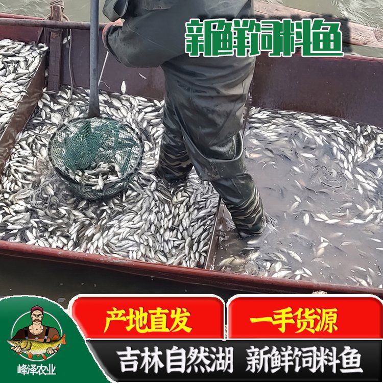 冷凍飼料魚產(chǎn)地批發(fā)凍板飼料魚價格凍板魚供求信息