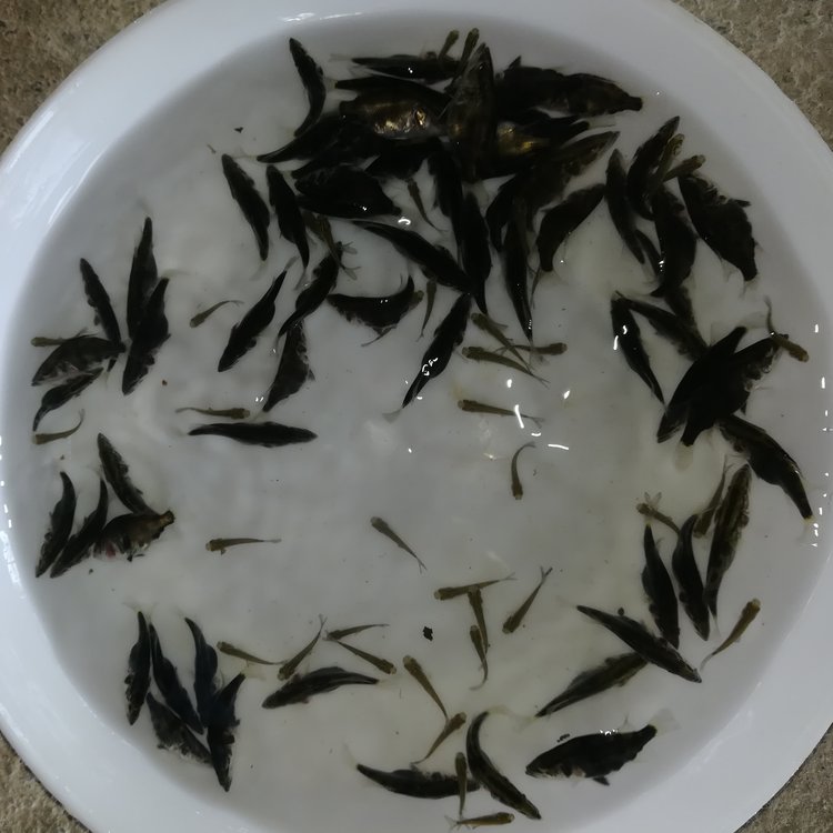 黑龍江鰲花魚苗全國空運桂魚苗大量供應養(yǎng)殖鱖魚苗價格