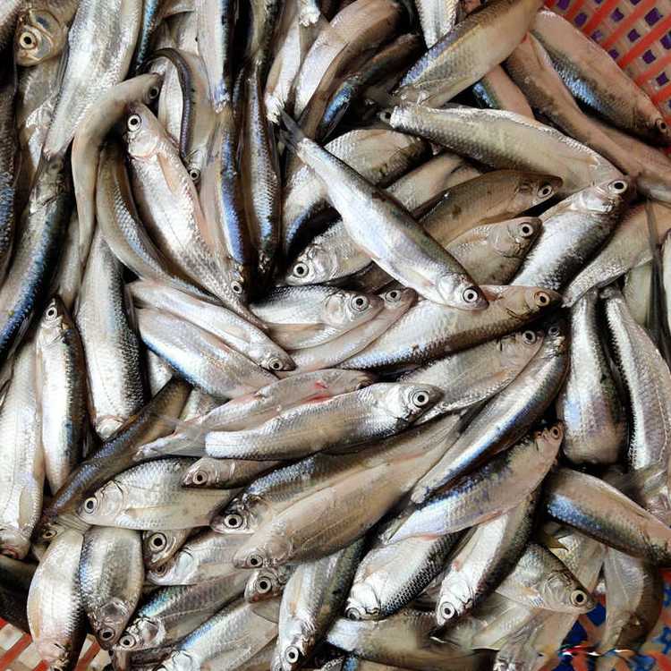 吉林高價收麥穗魚長期大量收麥穗魚大量收購麥穗魚長期有效