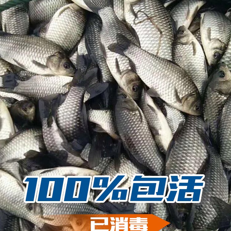 梅河口縣魚苗批發(fā)市場地址集安市魚苗養(yǎng)殖基地臨江市附近賣魚苗養(yǎng)殖場