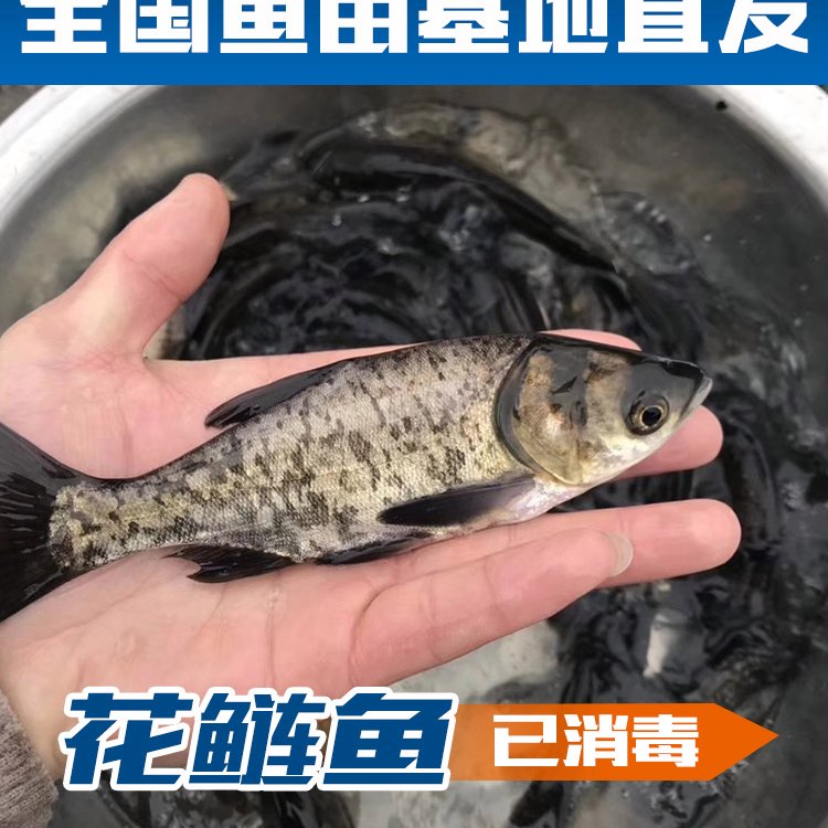 通化魚(yú)苗批發(fā)市場(chǎng)地址通化魚(yú)苗養(yǎng)殖基地通化附近賣(mài)魚(yú)苗養(yǎng)殖場(chǎng)