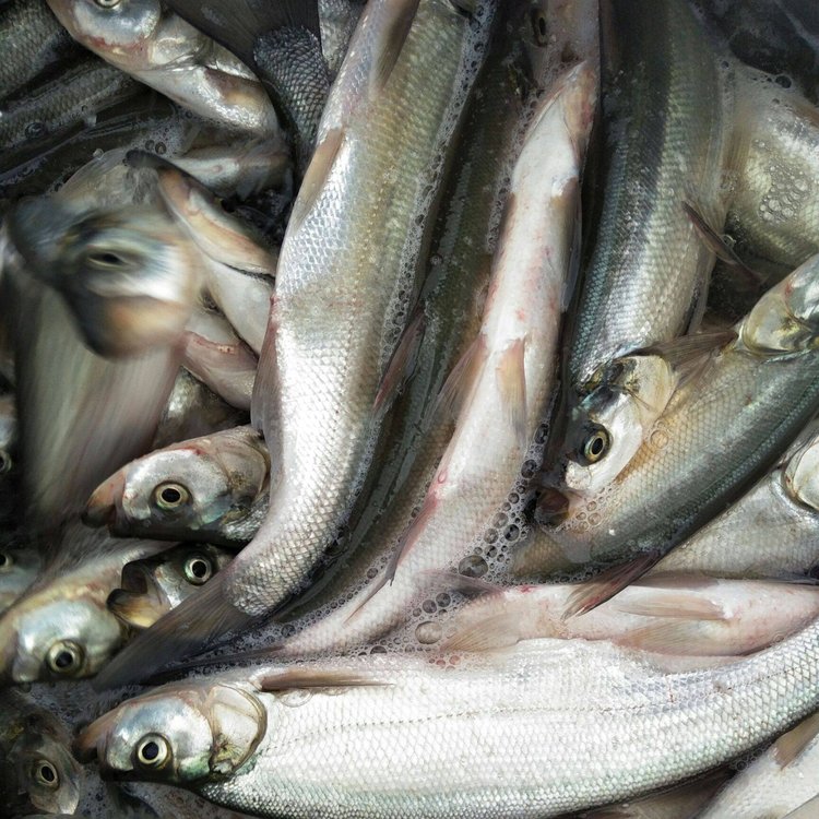 水電大壩放流翹嘴魚(yú)苗生態(tài)放流魚(yú)苗大白魚(yú)水花東北冷水魚(yú)大白魚(yú)苗