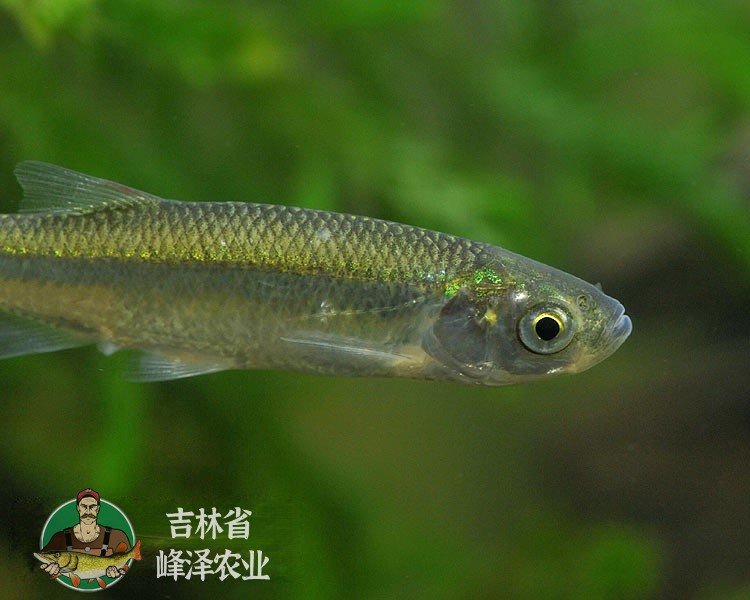 大量出售白條魚(yú)苗人工養(yǎng)殖白條魚(yú)苗供應(yīng)白條魚(yú)苗多錢(qián)一尾