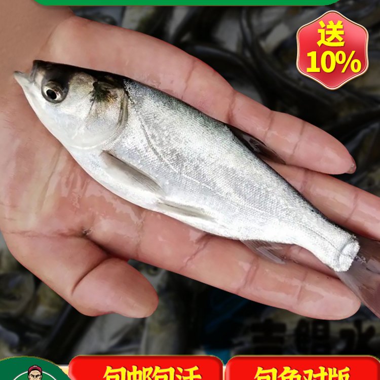 北安附近淡水魚苗批發(fā)嫩江魚苗養(yǎng)殖場五大連池附近魚苗養(yǎng)繁殖基地