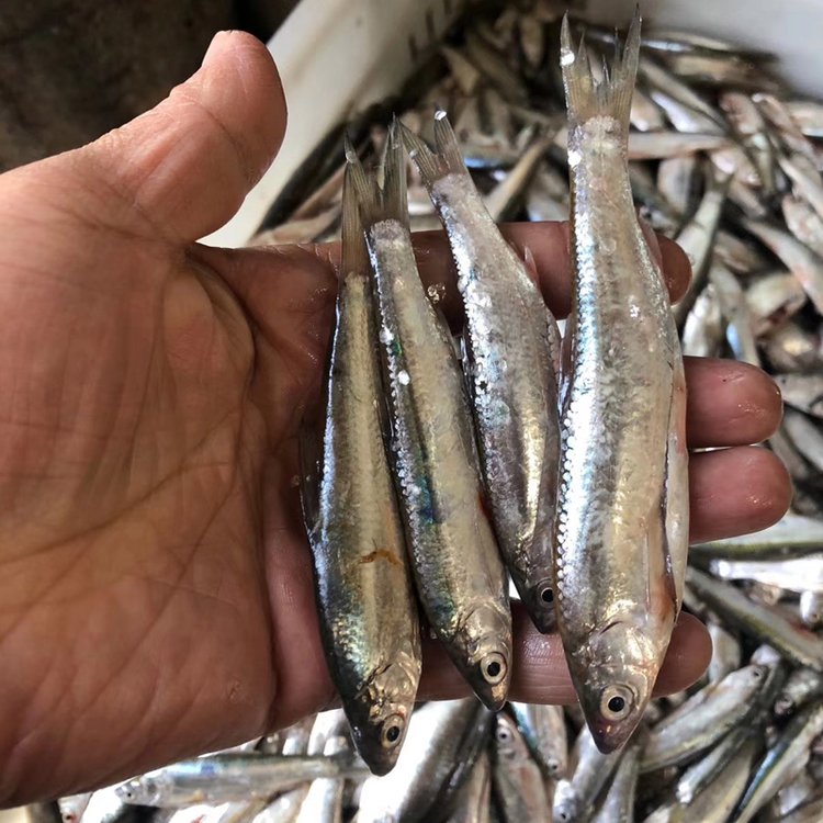 大量批發(fā)冷凍雜魚黃鱔專用飼料魚價(jià)格人工黃鱔養(yǎng)殖飼料魚