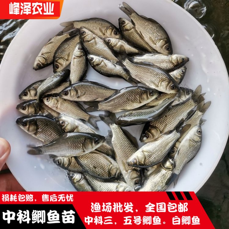 鐵力市魚(yú)苗批發(fā)市場(chǎng)嘉蔭縣附近養(yǎng)魚(yú)苗電話號(hào)碼大箐山縣周邊魚(yú)苗批發(fā)