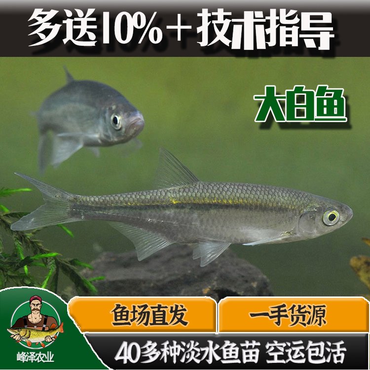 大型大白魚苗養(yǎng)殖基地3-5厘米活體大白魚苗供應(yīng)養(yǎng)殖食用翹嘴魚漁場發(fā)貨