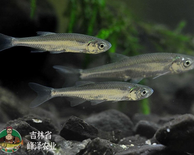 黑龍江大慶白條魚苗批發(fā)餐條魚苗夏花白漂子魚苗貨源