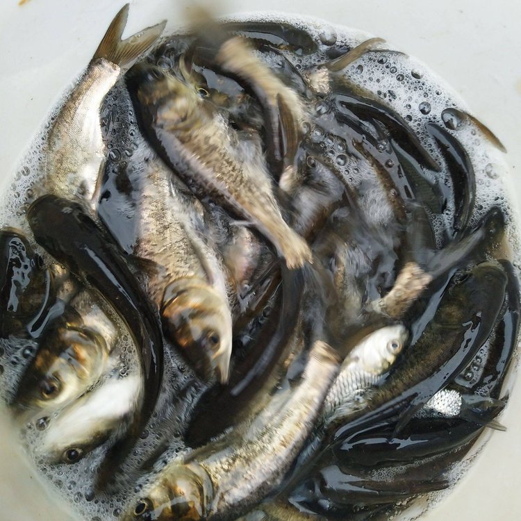 出售四大家魚魚苗白鰱魚苗一手貨源網(wǎng)箱花鰱魚苗品質(zhì)好