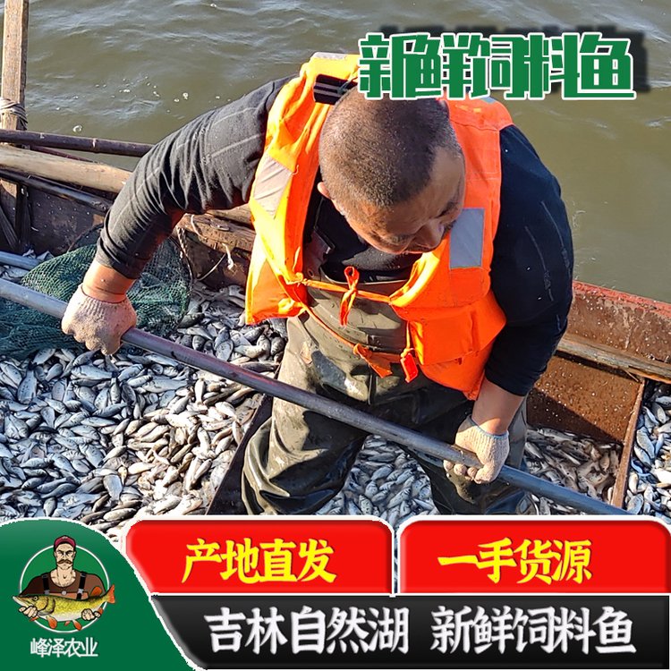 大量冷凍鯽魚批發(fā)出售冰凍飼料魚批發(fā)2元左右一斤的凍魚