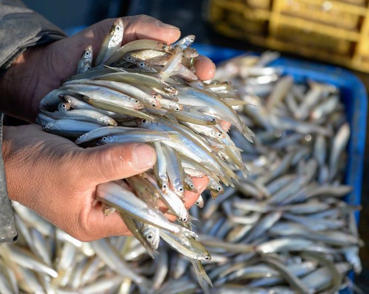 新疆公魚卵批發(fā)池沼公魚卵供應池沼公魚受精卵價格