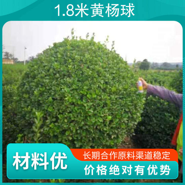 1.8米黃楊球品種冬青球園林用途花境、灌叢、護(hù)坡綠化