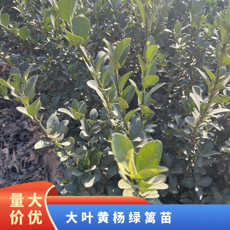 觀葉綠色系規(guī)格60cm大葉黃楊綠籬苗色塊苗葉片飽滿