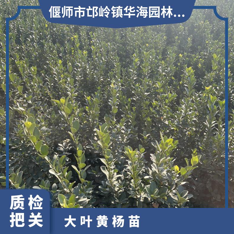 50-60公分大葉黃楊苗綠化工程四季常青綠籬帶土球