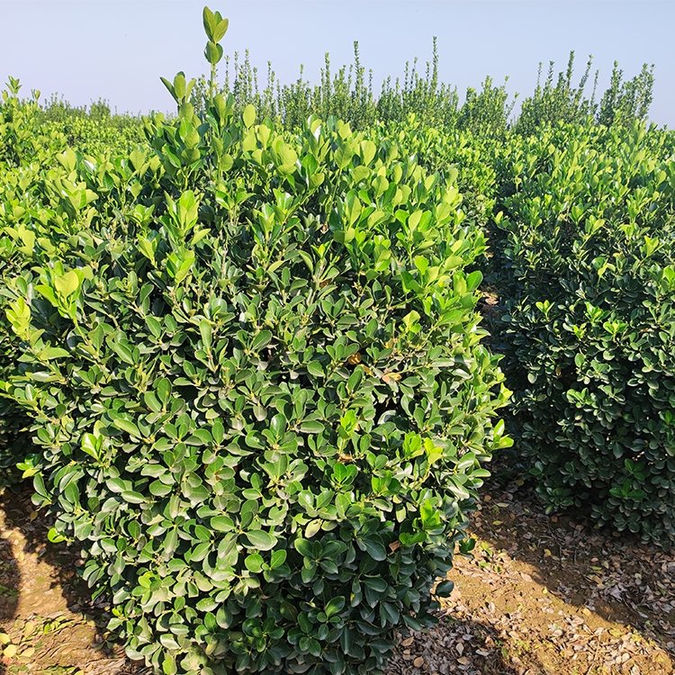 60-120公分大葉黃楊球綠化用冬青球冠幅飽滿(mǎn)