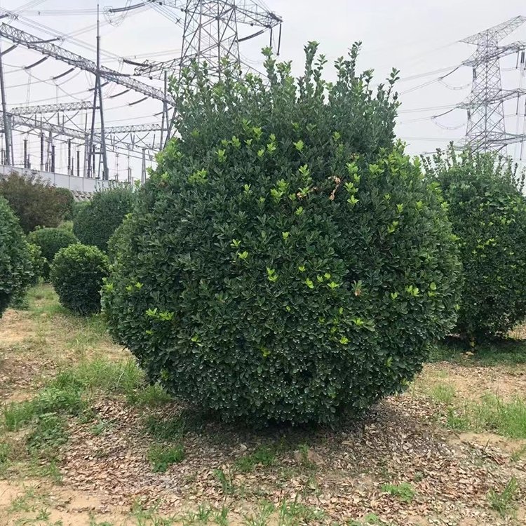 供應(yīng)2米大葉黃楊球小區(qū)綠化工程用自家苗圃質(zhì)量保障