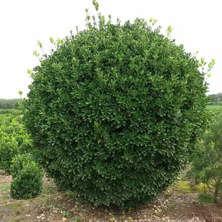 供應(yīng)2米大葉黃楊球冬青球冠幅飽滿樹(shù)形優(yōu)美華海苗圃