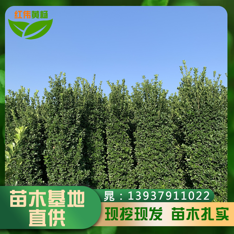 精品黃楊柱大葉黃楊球樹形扎實(shí)黃楊柱子常綠灌木