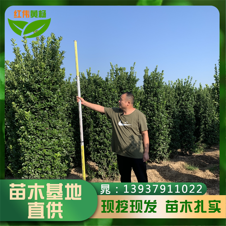 1.2米黃楊柱1.5米大葉黃楊柱子園林綠化用苗樹(shù)干挺拔