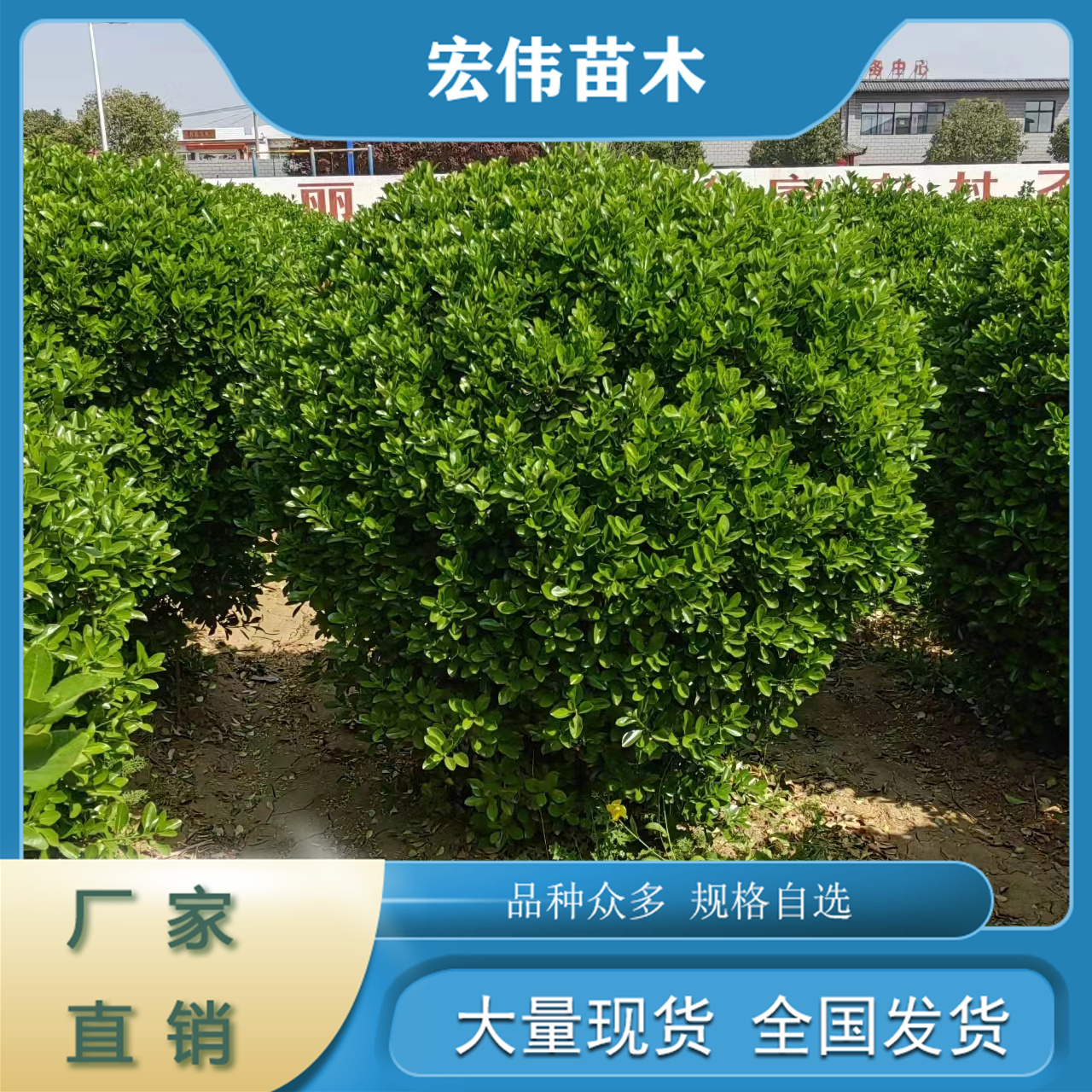 基地直供大葉黃楊球綠化苗木1.5--1.8m歡迎詢問