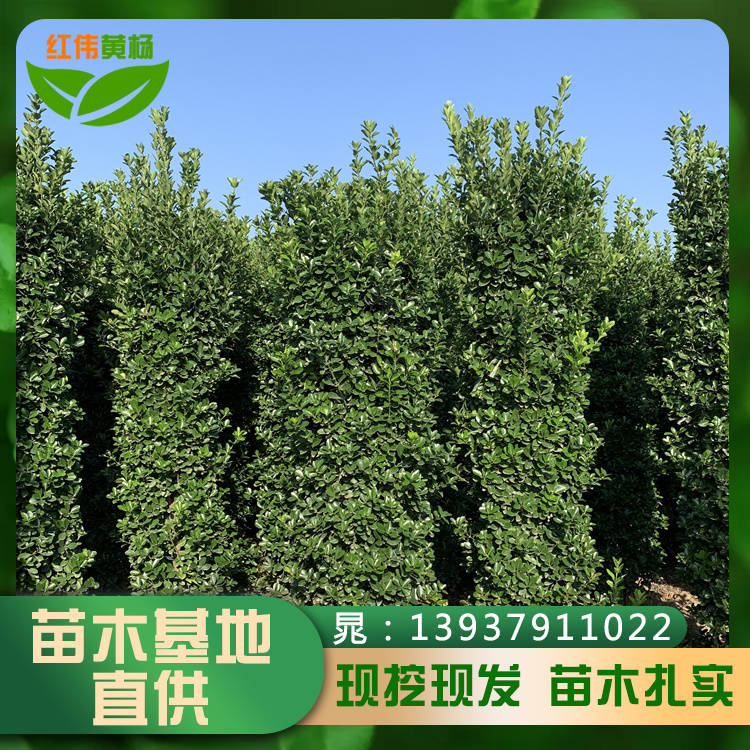 冠幅30-80cm四季常綠大葉黃楊柱2米綠化工程苗