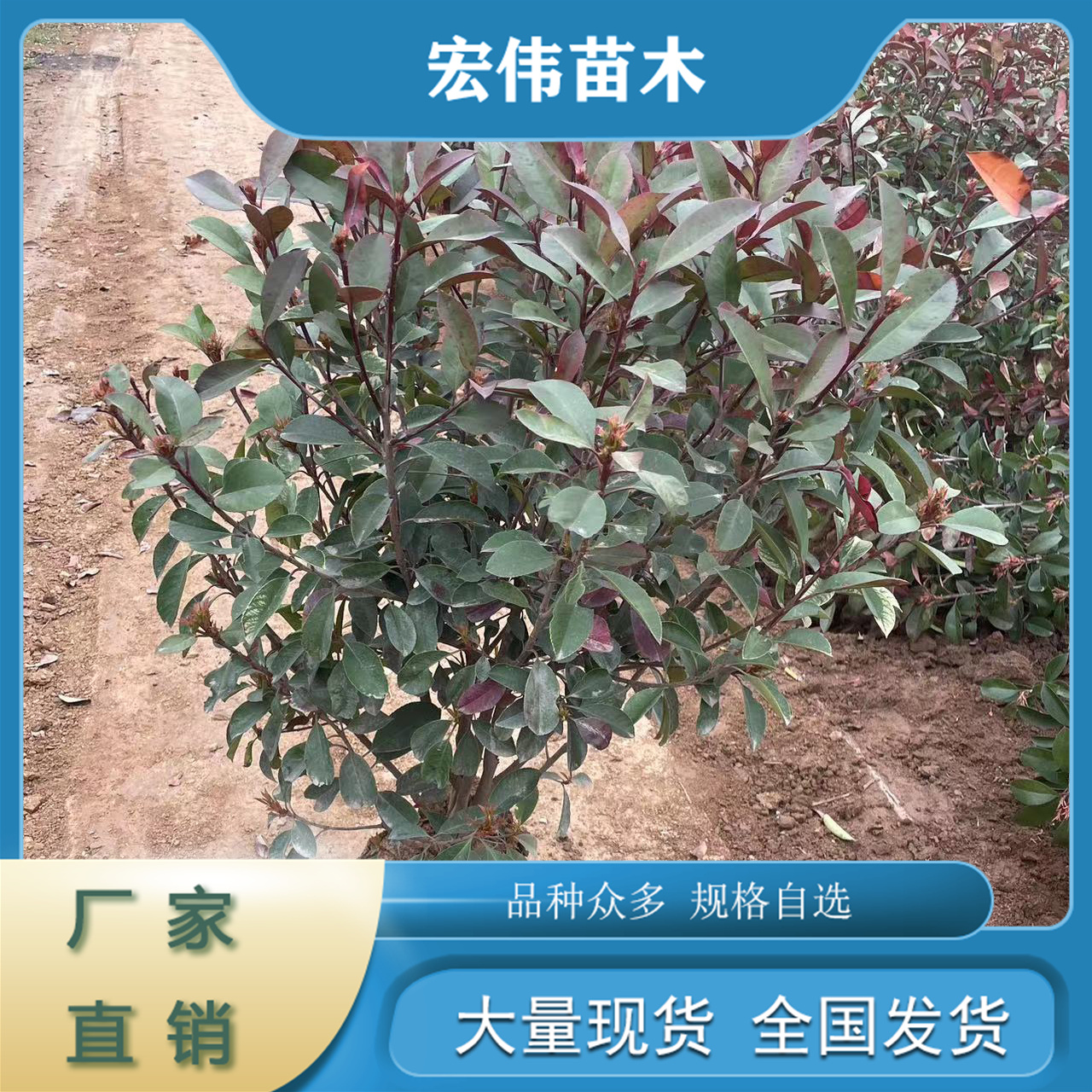 四季常青灌木易生長(zhǎng)好成活紅葉石楠紅葉石楠苗
