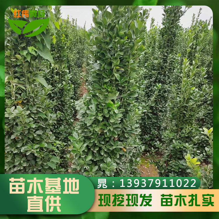 綠化大葉黃楊柱大量出售清地基地直供規(guī)格齊全