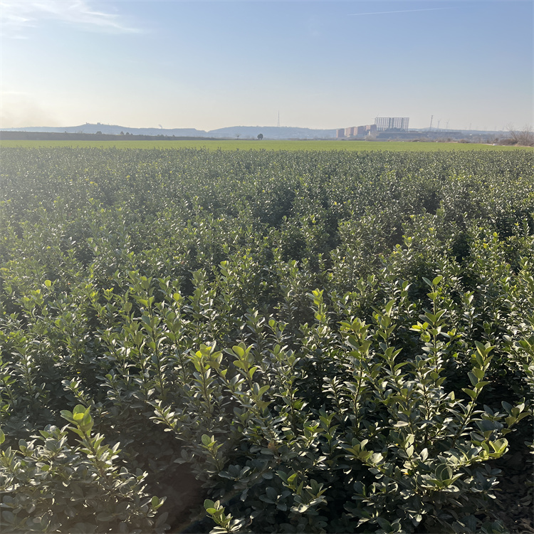 綠化苗木種植基地現(xiàn)挖大葉黃楊苗根系旺盛成活率高