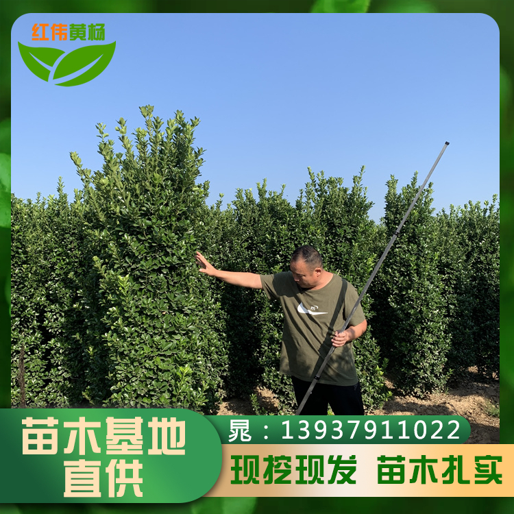 1.2米黃楊柱子大葉黃楊2米2.5米1.8米黃楊柱現(xiàn)挖現(xiàn)發(fā)