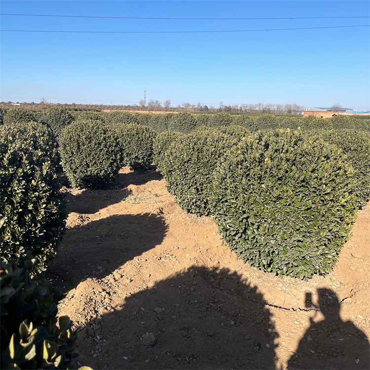 紅偉苗木基地批發(fā)大葉黃楊球栽培地址廣泛列植于園路兩旁1.2米