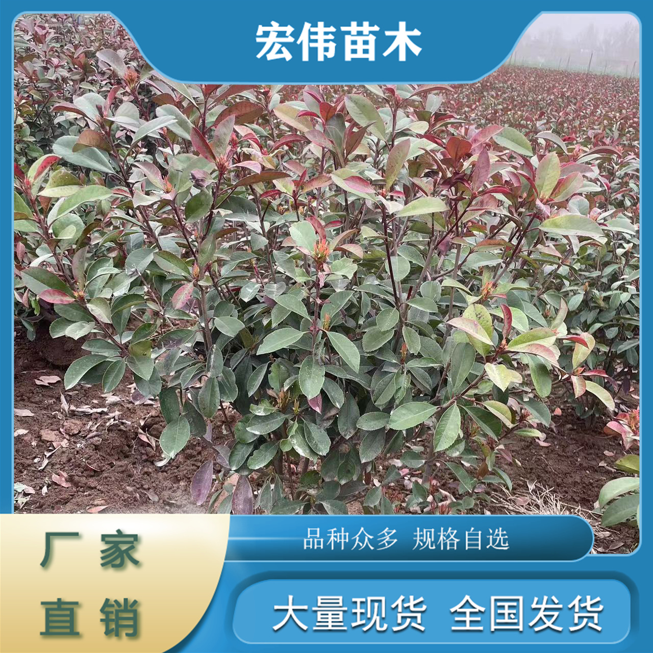 基地直發(fā)易種植成活率高紅葉石楠苗綠化工程