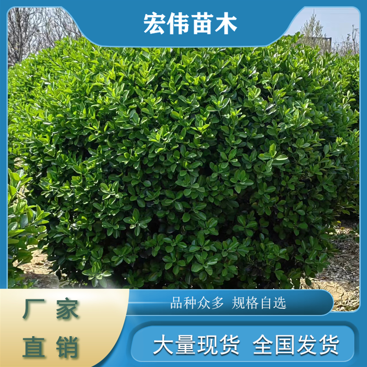 常青苗木園林綠化苗木基地直供大葉黃楊球規(guī)格可選