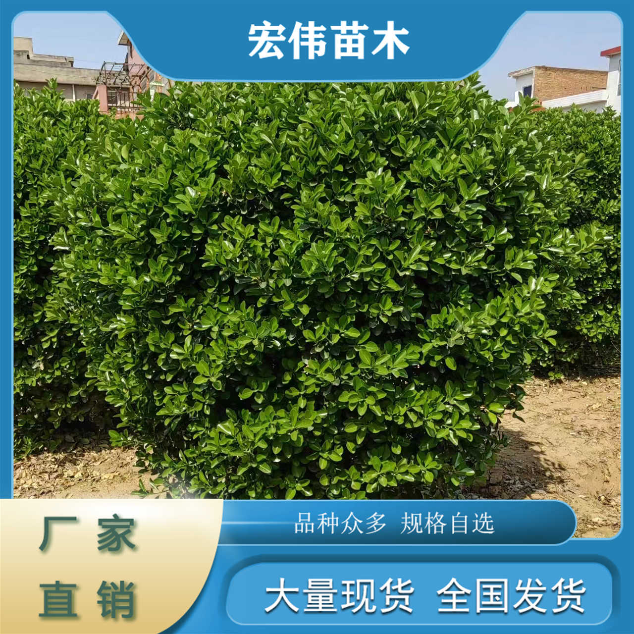 大葉黃楊球四季常青植物工程樹木規(guī)格齊全基地直供