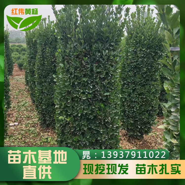 大葉黃楊柱子高度1-2米冠幅30-80cm四季常綠綠化工程苗
