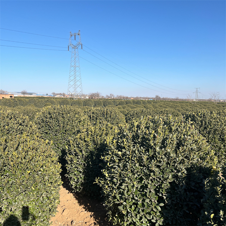大葉黃楊球種植基地180公分大葉黃楊常綠球類培育