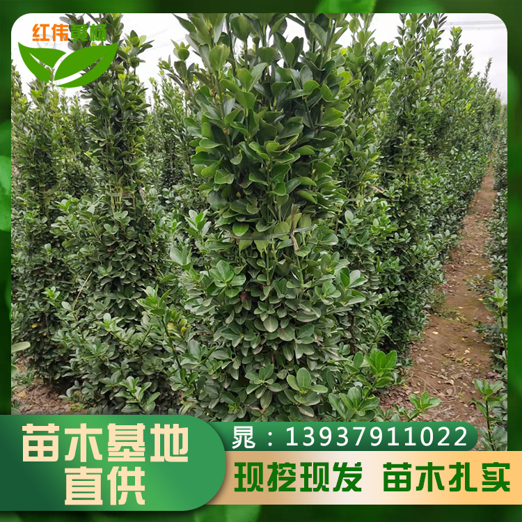 大葉黃楊柱出售市政常綠冬青柱80-300公分黃楊柱子帶土球發(fā)貨