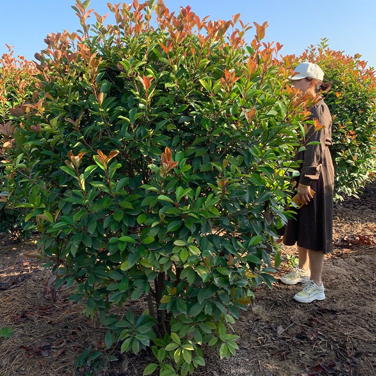紅偉黃楊基地80cm100cm120cm150cm180cm紅葉石楠球