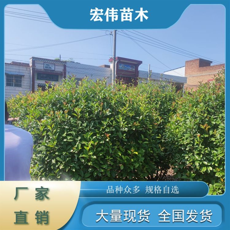 基地直發(fā)常綠灌木自然色彩庭院綠化四季常青