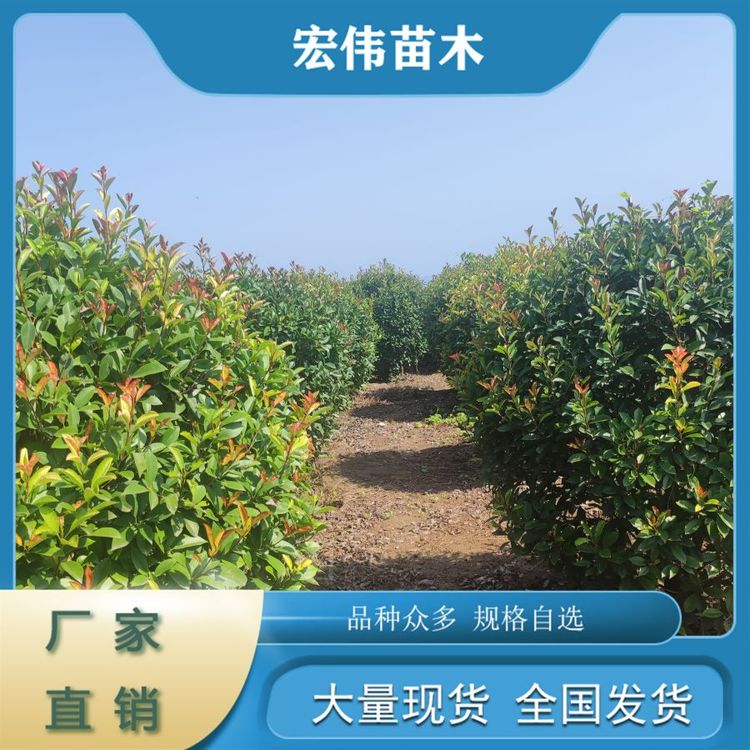 精品大葉黃楊基地直發(fā)常綠灌木濕地綠化可廣泛種植