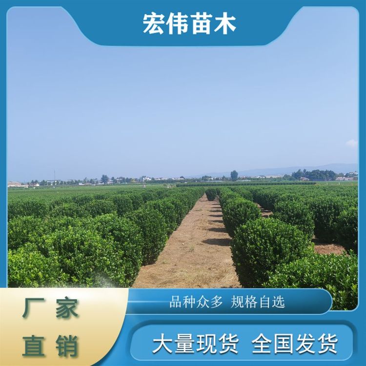 基地直發(fā)四季常青1.5-1.8米精品灌木大葉黃楊球綠化觀葉植物