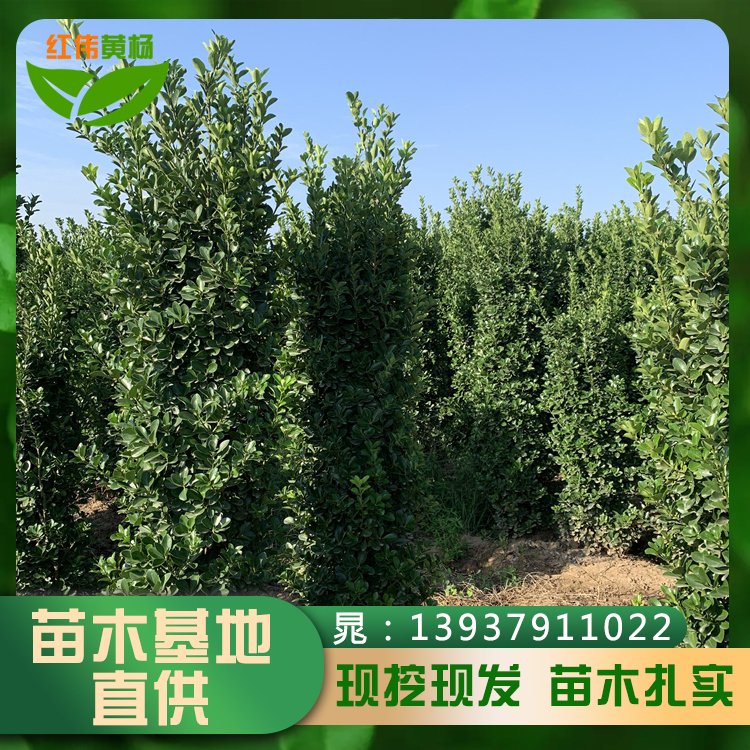 供應(yīng)1.5-2米大葉黃楊柱綠化工程苗木柱形優(yōu)美景觀花境景用苗