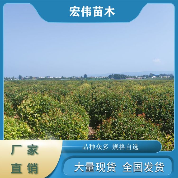 庭院道路綠化四季常青濕地綠化可廣泛種植大葉黃楊球