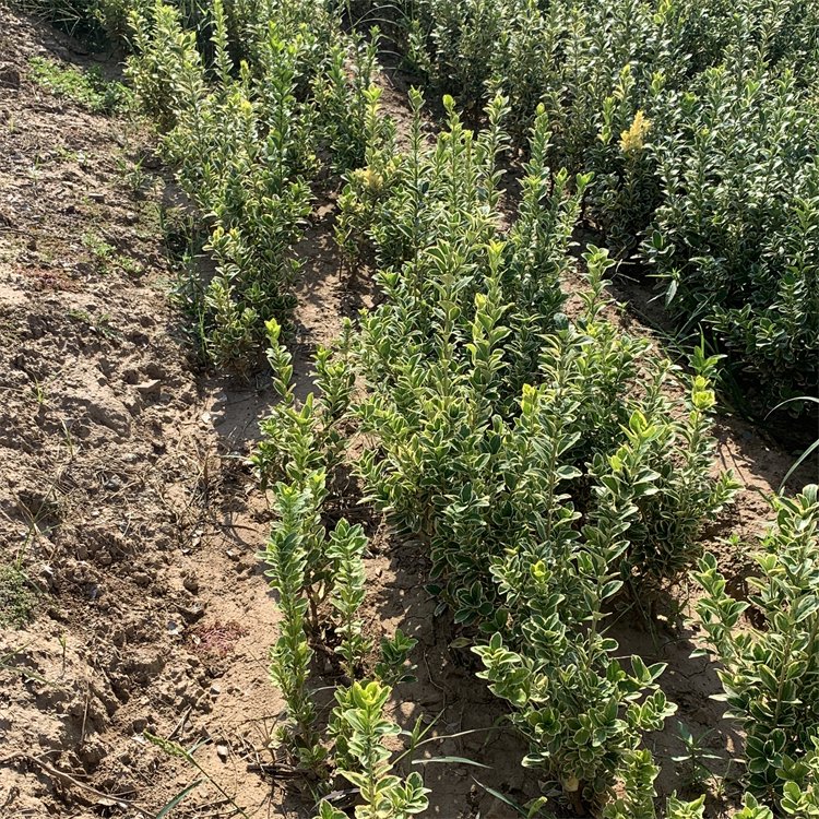 園林綠化工程用苗50607080公分綠籬苗大葉黃楊苗