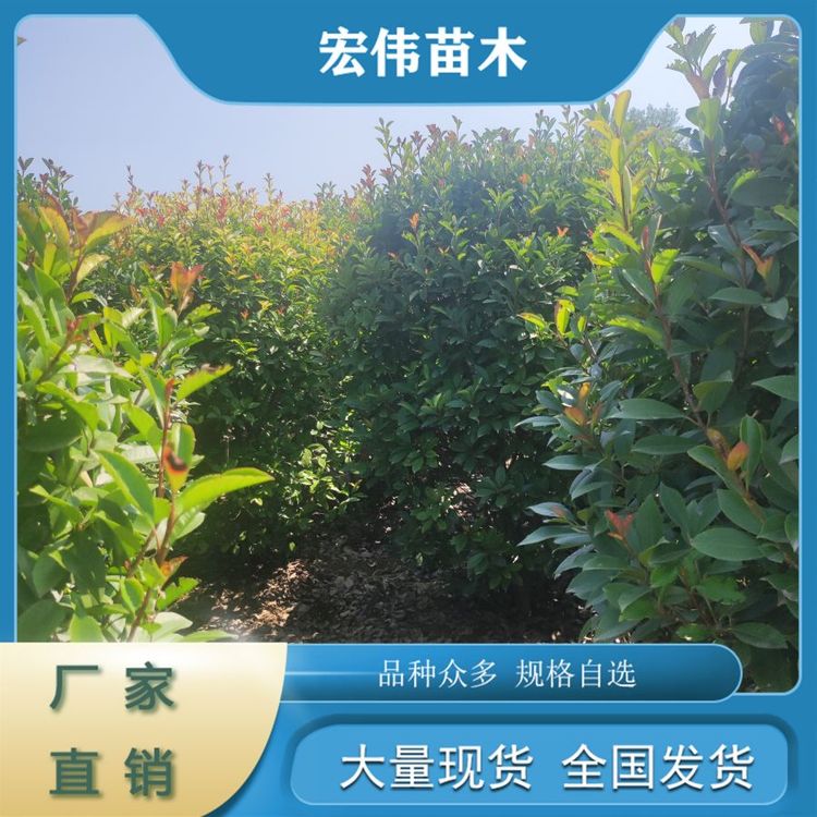 綠化工程用苗栽培管理容易精品大葉黃楊球1.5-1.8米