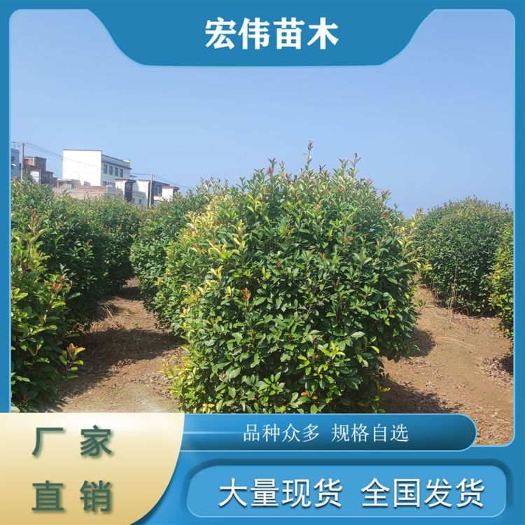 大葉黃楊球常綠灌木自然色彩觀賞性好栽培管理容易