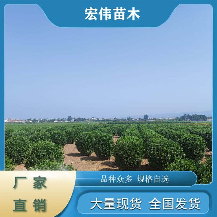 精品灌木大葉黃楊球綠化觀葉植物1.5--1.8米帶土球