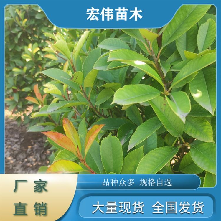 圓球形常綠灌木大葉黃楊球四季常青耐寒耐旱