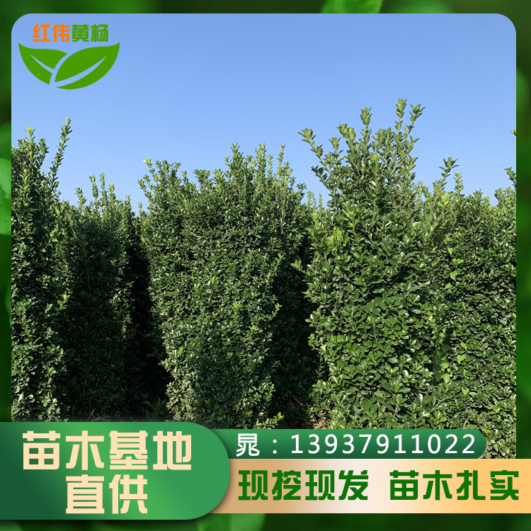 大量供應(yīng)1.8米大葉黃楊柱綠化樹(shù)規(guī)格尺寸齊全