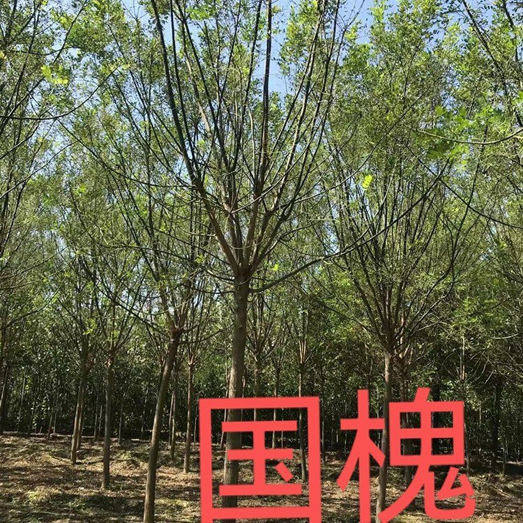 發(fā)帽國槐8-25公分截干發(fā)帽旱柳發(fā)帽速生柳基地品種齊全誠信經(jīng)營