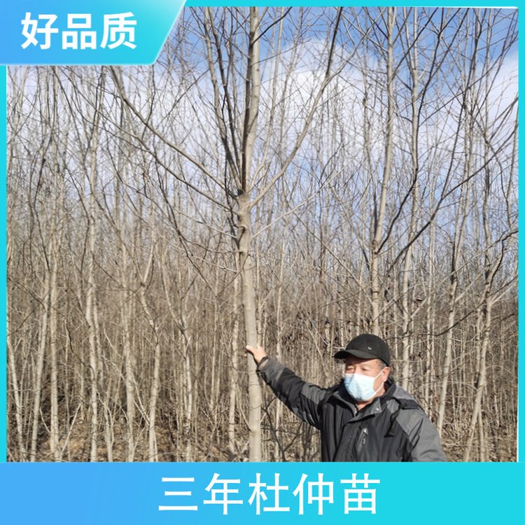 三年杜仲苗品種杜仲樹苗株高76胸徑1cm~18cmcm